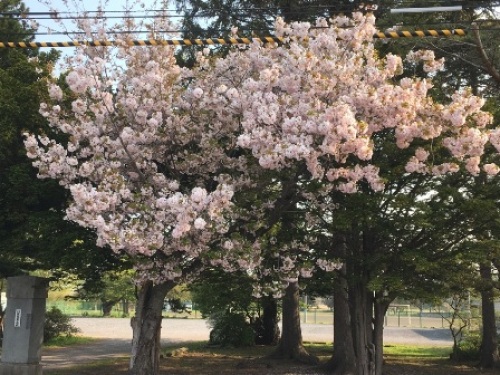 20160521sakura02.jpg