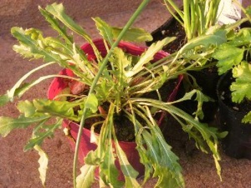 DSCN6464 (300x225).jpg