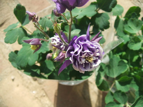 DSCF5171.JPG