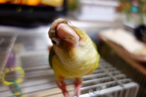 DSC02259 (800x533).jpg