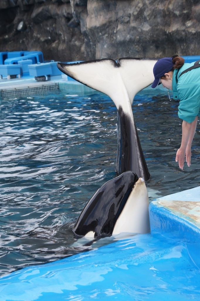 名古屋港水族館のシャチ イルカショーに魅せられて 楽天ブログ