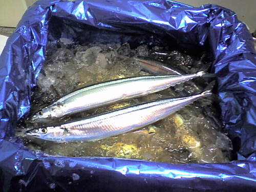 2012秋刀魚03.jpg