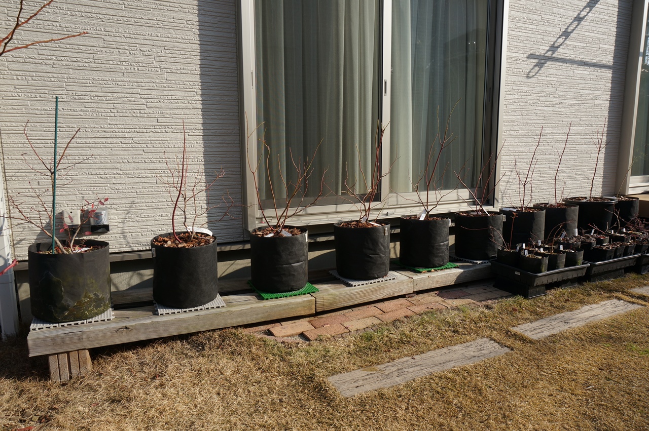 18年度ブルーベリーの挿し木促成栽培開始 ゆずちゃんの庭 楽天ブログ