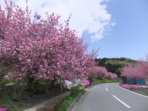 花の道.jpg