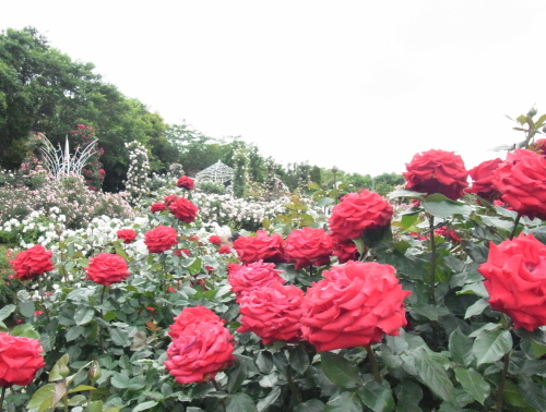 20130525京成バラ園　７バラ.jpg