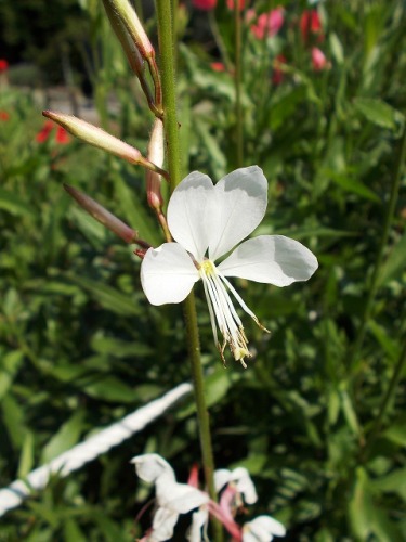 s-conv0392.jpg