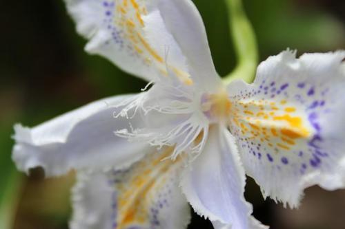 20150404 シャガ4.jpg