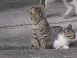 外猫　2012.07.09 017.jpgブログ.jpg