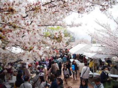 神戸なだ桜まつりと王子動物園夜桜通り抜け 神戸に観光に行こうのお話 楽天ブログ