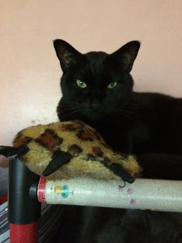 IMG_0370 - コピー.JPG