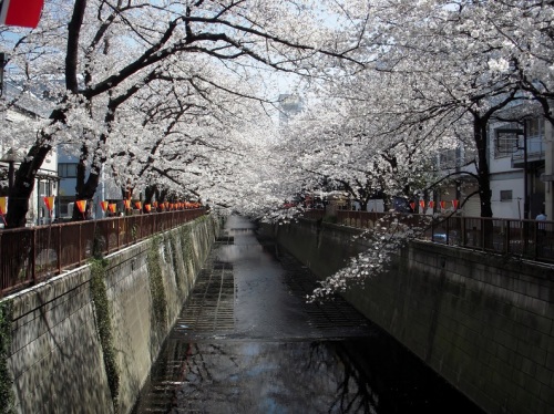 目黒川の桜