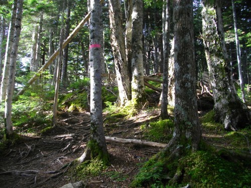 仙丈ケ岳大滝頭登山道 (500x375).jpg