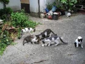 外猫
