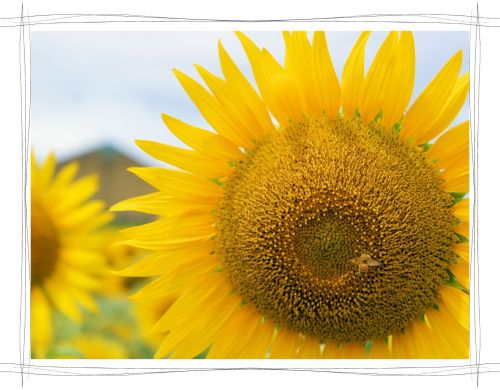 大垣ひまわり畑