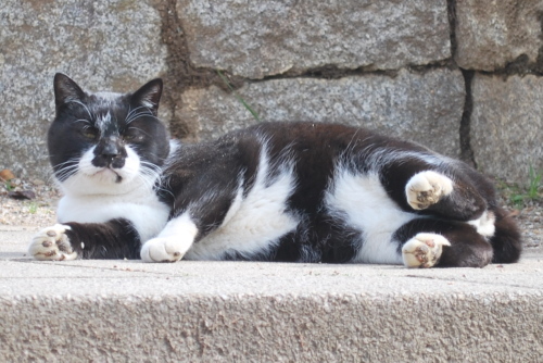 岸和田中央公園の悪猫7