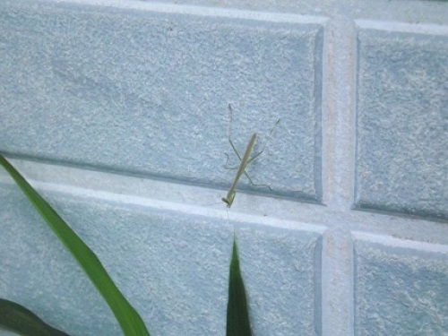 子カマキリ.jpg