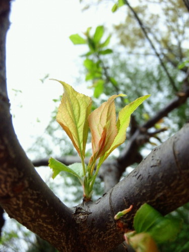 20120425_08ume.JPG