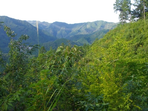 奥高尾縦走路荷田子峠 (5).JPG