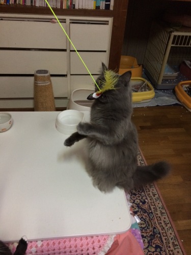 IMG_0654 - コピー.JPG