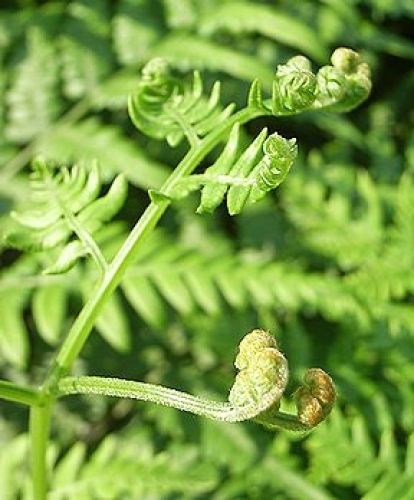 warabi2 季節の花300.jpg