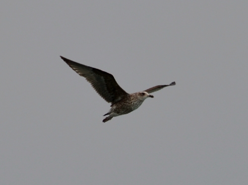 seagull-3.jpg