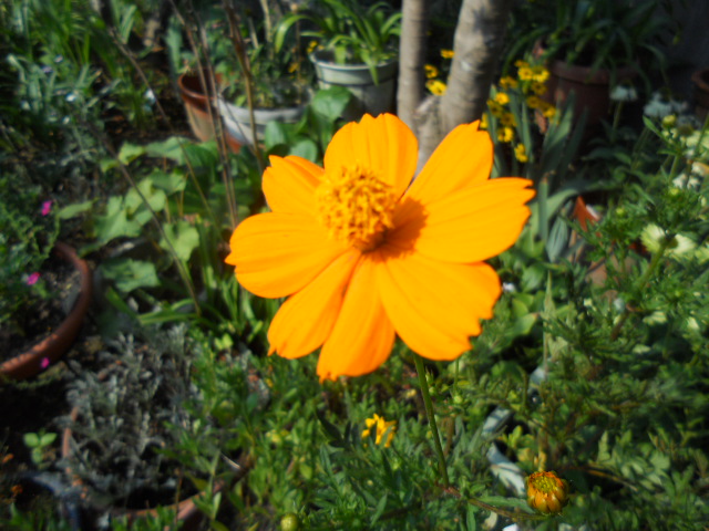 黄花コスモス.JPG