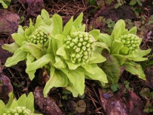 DSCN6320 (300x225).jpg