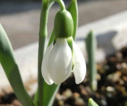 snowdrop150105-2.jpg