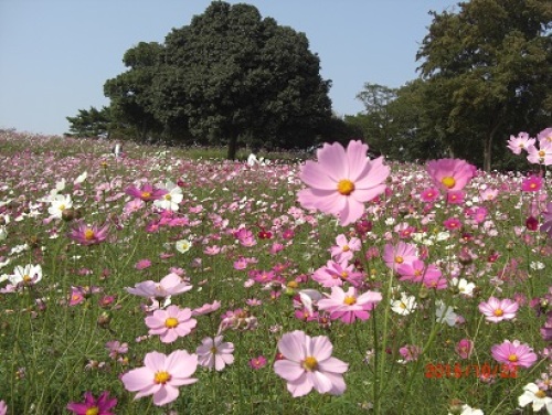 ピンクコスモス.jpg