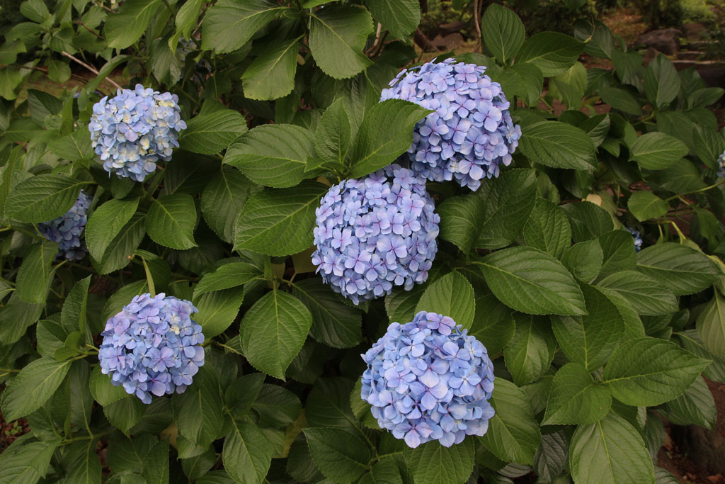 Hydrangea05.JPG