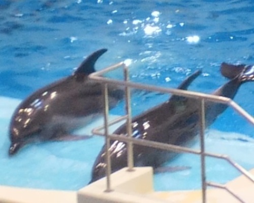 かごしま水族館　イルカショー.jpg