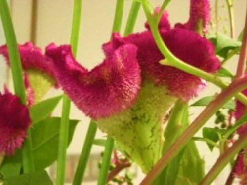 DSCN3086 (300x225).jpg