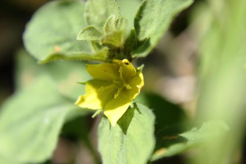 20160626 コナスビ.jpg