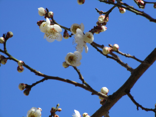 2月といえば梅の花 ｍｏｍｏ太郎日記 楽天ブログ