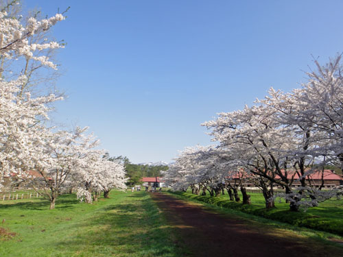 一本桜12.jpg