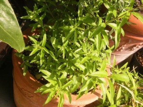 DSCN8010 (300x225).jpg