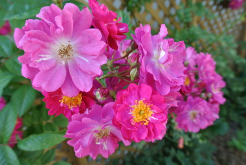 DSC_4348.JPG