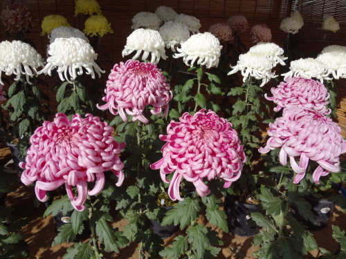 DSC03581.JPG