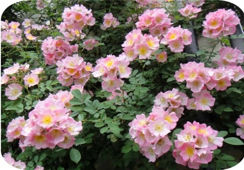 薔薇--2.jpg