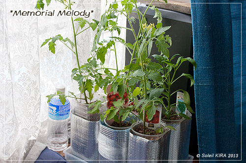 ミニトマト苗 130421tomato.jpg