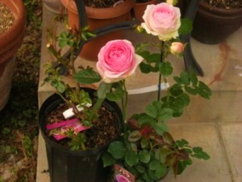 DSCN7317 (300x225).jpg