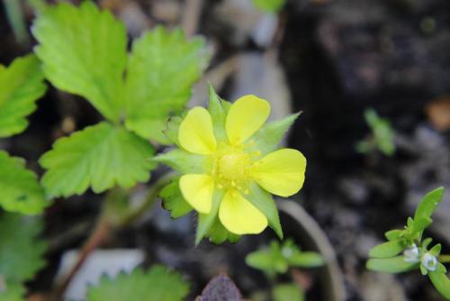 20160417 ヘビイチゴ2.jpg