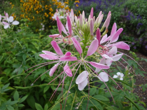 DSC03078.JPG