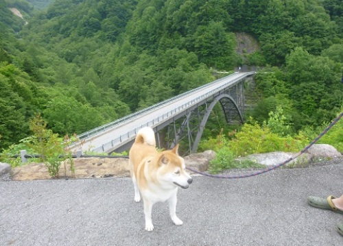 北アルプス大橋 神岡城 柴犬ゴンのお散歩日記 楽天ブログ