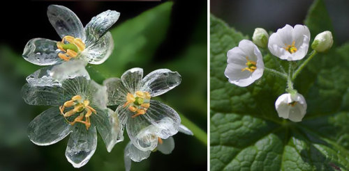 transparent-skeleton-flowers-in-rain-diphylleia-grayi-24.jpg
