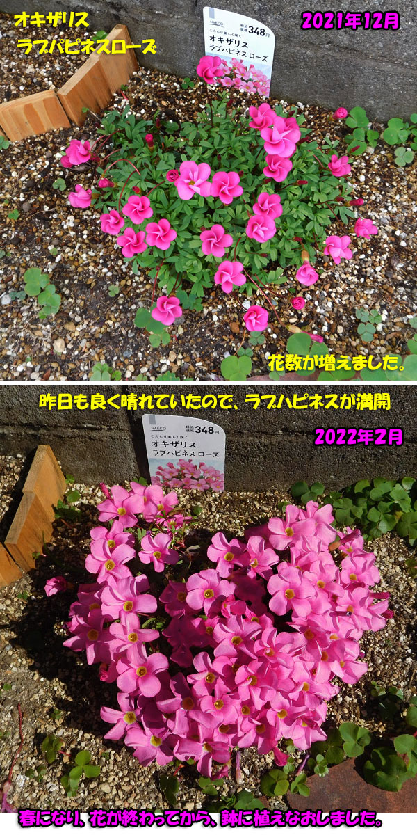 5年目のラブハピネス、水挿し芽その後、水仙 | kororin日記 - 楽天ブログ