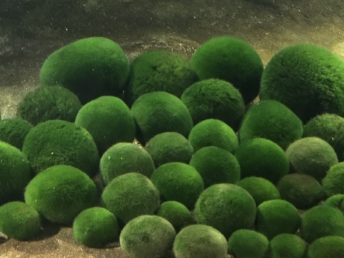 IMG_8243 (640x480).jpg