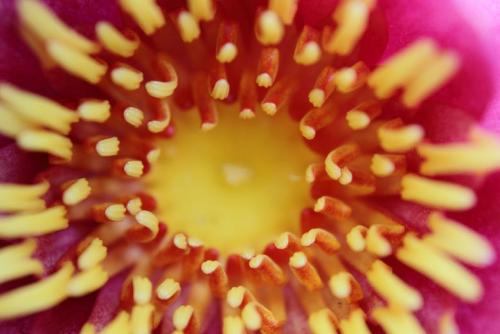 20160512 スイレン2.jpg