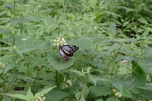 20140727アダギマダラ.jpg