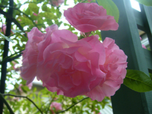 DSCF8228.jpg